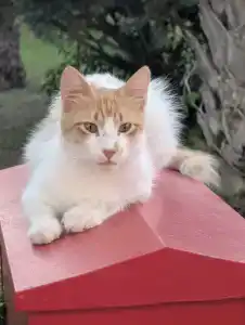 Club Nena - All Inclusive - 67