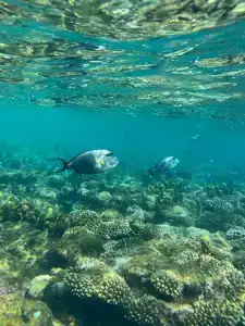 Viva Blue Resort and Diving Sharm El Naga (Adults Only) - 7