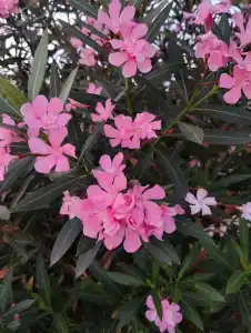 Tusan Beach Resort - All Inclusive - 61