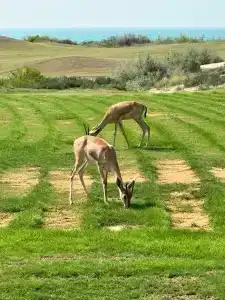The St. Regis Saadiyat Island Resort, Abu Dhabi - 22