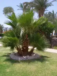 Shams Safaga Resort - 12