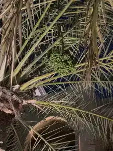 Shangri la Qaryat Al Beri Abu Dhabi - 84