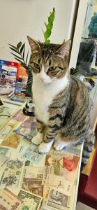 Hotellino Istanbul - 14