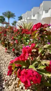 Iberotel Palace - Adults Friendly 16 Years Plus - 16