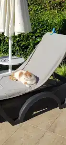 Tui Blue Barut Andız-All Inclusive-Adults Only - 36