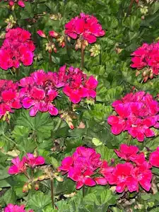 Arum Barut Collection - Ultra All Inclusive - 50