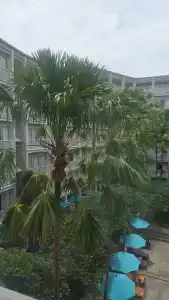 Grand Mercure Phuket Patong - 37