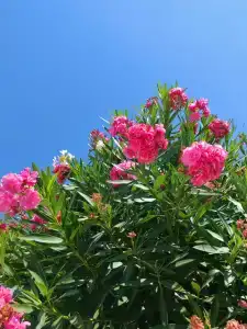 Club Resort Atlantis - 69