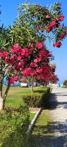 Tui Blue Barut Andız-All Inclusive-Adults Only - 8