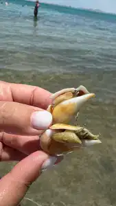 Ivy Cyrene Sharm Resort Adults Friendly Plus 13 - 67