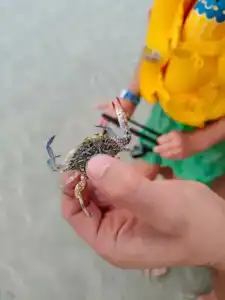 Occidental Sharjah Grand - 52