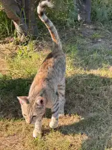 Ramada Resort By Wyndham Lara - 72