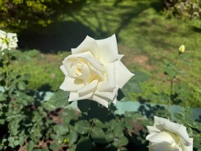 Botanik Platinum - 47