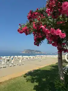 Kaila Krizantem - 24