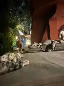 Elegances International Marmaris - 14