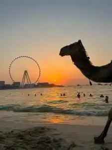 Hilton Dubai The Walk - 46