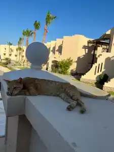 Ivy Cyrene Sharm Resort Adults Friendly Plus 13 - 4