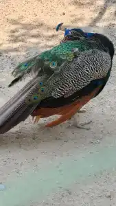 Armas Green Fugla Beach - 44