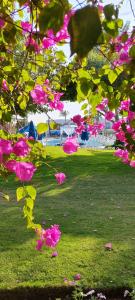 Desert Rose Resort - 42