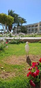 Aurora Oriental Resort Sharm El Sheikh - 77