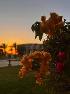 Pyramisa Beach Resort Sahl Hasheesh - 61