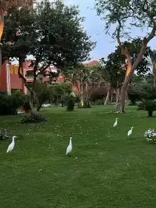 Caribbean World Resort Soma Bay - 12