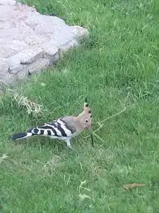 Concorde El Salam Sharm El Sheikh Front - 35