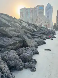 Bahi Ajman Palace - 58