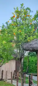 Dobedan World Palace ''Ex Brand Alva Donna World Palace '' - 58