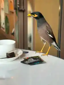 Metadee Concept - SHA Plus - 36