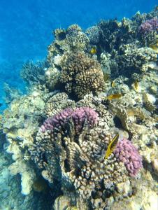 Sentido Reef Oasis Senses Aqua Park Resort - 74