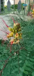 Concorde El Salam Sharm El Sheikh Front - 96