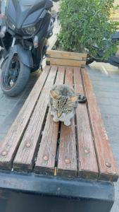 Premists Sultanahmet - 39