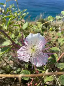 Laguna Beach Alya Resort & Spa - 42