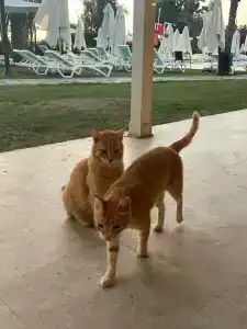 DoubleTree by Hilton Bodrum Isıl Club Resort - ULTRA ALL INCLUSIVE - 7