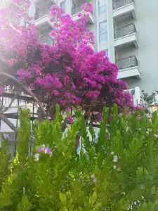 Royal Atlantis Beach - 5