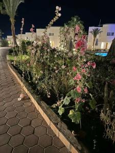 Sharm Reef Resort - 64