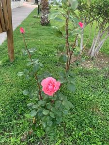 Lykia Botanika Beach Fun & Club - All Inclusive - 48