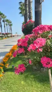 Calista Luxury Resort - 45