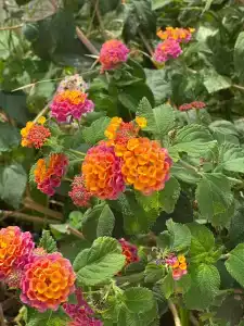 Senza Garden Holiday Club - Ultra All Inclusive - 33