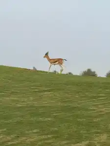 Saadiyat Rotana Resort and Villas - 18