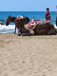 Alba Resort - Ultra All Inclusive - 87