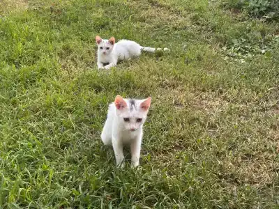 Megasaray Resort Side - 40