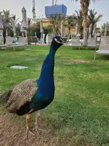 Le Royal Méridien Beach Resort & Spa - 33