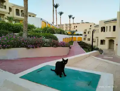 Grand Oasis Resort - 39