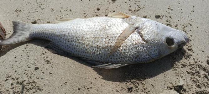 Nejoum Al Emarat - 34