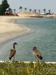 Al Raha Beach - 39