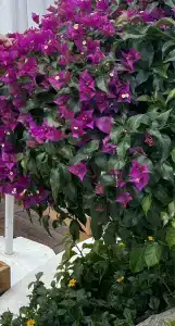 Laguna Beach Alya Resort & Spa - 51