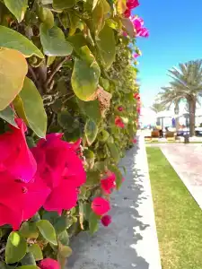 Rixos Premium Saadiyat Island - All Inclusive - 50