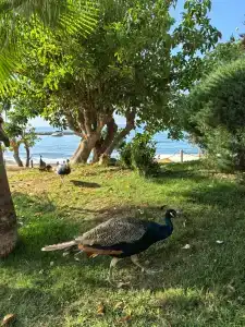 Long Beach Alanya - Ultra All Inclusive - 28